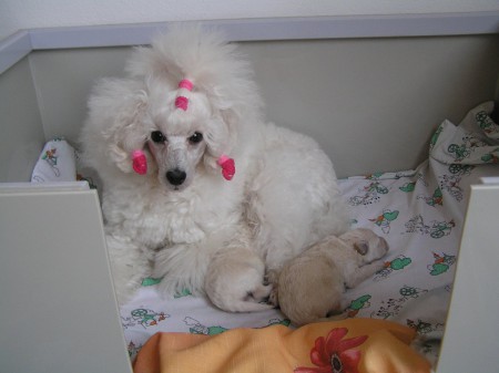 Dorly štěňátka 9. den